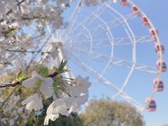 -顾村公园