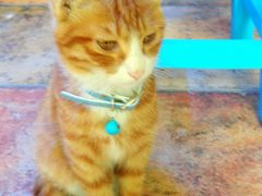 -Sirena海妖日咖夜酒