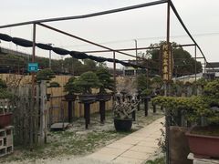 -龙大花卉苗木市场