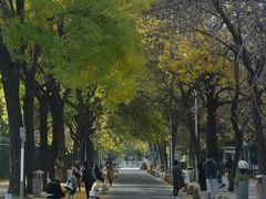 -三里屯东五街银杏大道