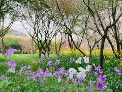 -苏州上方山国家森林公园