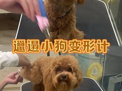 -Pets First伊珊娜洗护·精致美容·家庭式寄养(新会路店)