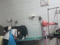 -利又安动物医院··老年病·猫科犬科·中兽医
