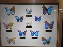 -上海昆虫博物馆