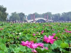 -石家庄市植物园