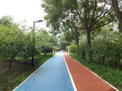 -大兴滨河森林公园