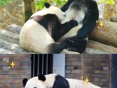 -都江堰中华大熊猫苑