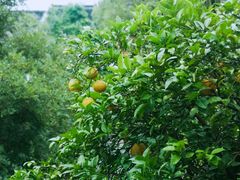 -苏城小院·园林精致苏州菜(斜塘老街店)