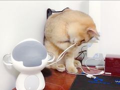 -猫大福·Fortune Cat猫舍(百子湾店)