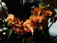 -中国科学院华南植物园