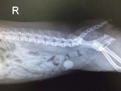 -创凡宠物医院·骨专科  猫科中心(西乡分院)