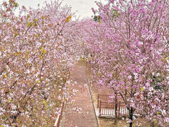 -广东花都湖国家湿地公园