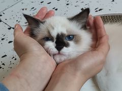 -喵喵咪呀布偶猫咖(春熙路店)
