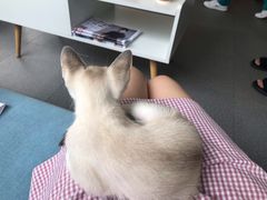 -爱妮康宠物医院·干细胞免疫细胞·肿瘤·心脏(张江店)