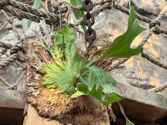 -北京植物园-展览温室