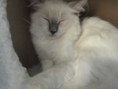 -喵的天空名猫咖啡馆·撸猫·猫舍·用品