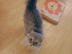-萌喵宠狗爱心宠咖