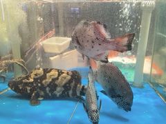 -1718海鲜姿造(苏宁宴请臻选店)
