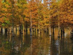 -白鹭湾湿地公园