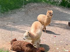 -北京野生动物园