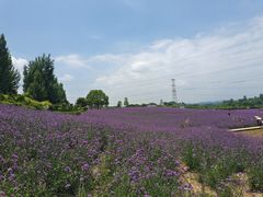 -紫颐香薰山谷景区