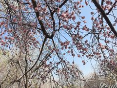 -桃花堤公园