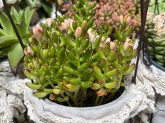 -循礼门鲜花花市(武汉循礼门店)