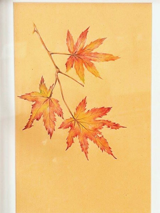 彩铅画枫叶真是一种享受!附教程