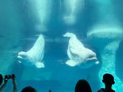 -海合安武汉极地海洋公园