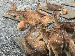 -鹿境梅花鹿生态园区
