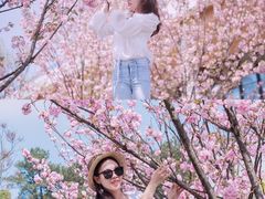 -铁山坪森林公园