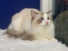 -爱洗澡的猫(天河路店)