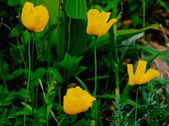 -白草畔自然风景区