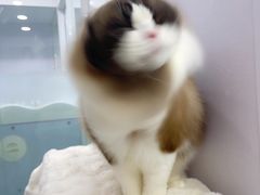 -爱洗澡的猫(望京店)