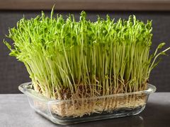 活体鲜豆苗-罗勒家·养生火锅· Bistro(大望路店)