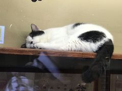 -猫咪博物馆(顶澳仔猫街店)