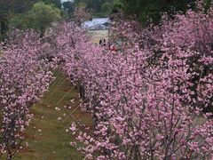 -天适樱花悠乐园