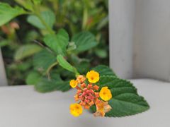 -福道
