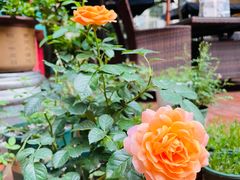 -秀·爱尔兰餐吧(上海路店)