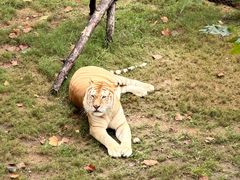 -西霞口神雕山野生动物世界