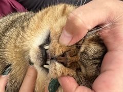 -纳吉亚猫专科动物医院博雅分院