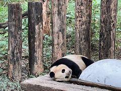 -广州长隆野生动物世界