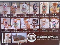 -逗柴咖啡屋·狗咖猫咖宠物桌游