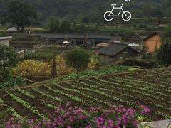 -桑洲油菜花景区