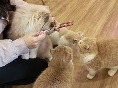 -滚猫咖啡·猫咖·猫友好撸猫(未来城店)
