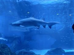 -海合安成都极地海洋公园