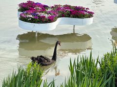 -荷兰花海