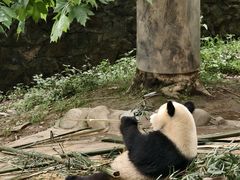 -都江堰中华大熊猫苑
