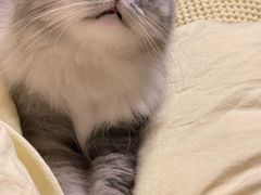 -瑞鹏宠物医院·骨科·猫科·内科(第一中心)