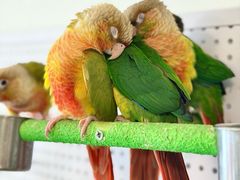 -吉丁鸟咖·异宠·寄养